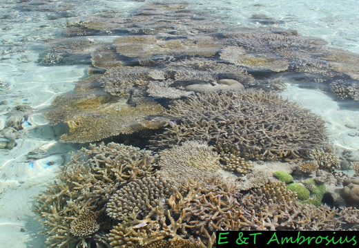 Malediven-Vilamendhoo