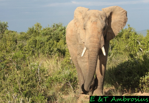 Südafrika-Gardenroute